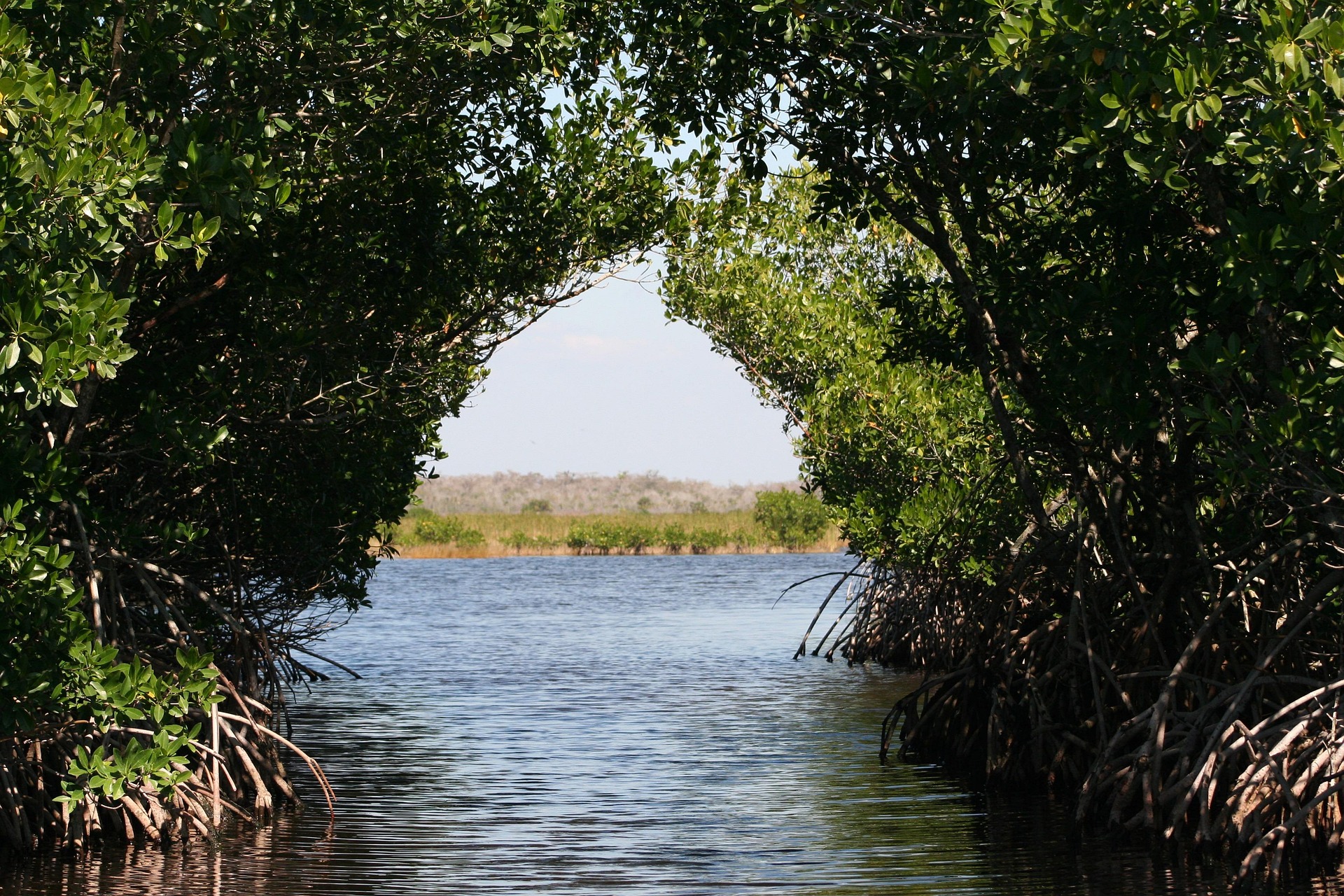 Manglar Barú
